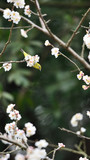 Bird on cherry flower tree in spring