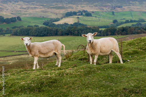 Two sheep in the North York Moors near Westerdale  North Yorkshire  UK
