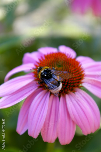 Шмель на розовом цветке © brabus45
