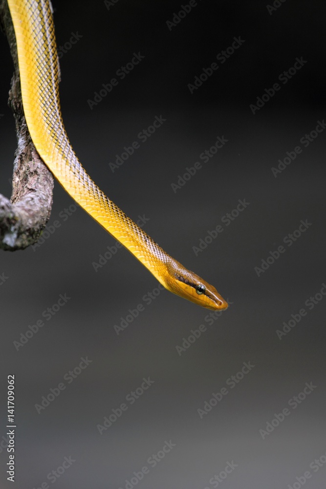 Grey-tailed Racer (Red-tailed Racer) in Borneo, Malaysia - ホソツラナメラ ...