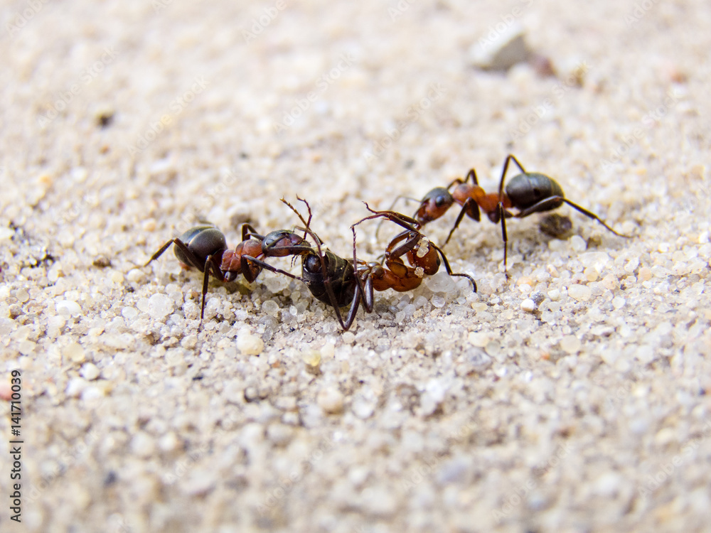 Ants Fighting with Each Other