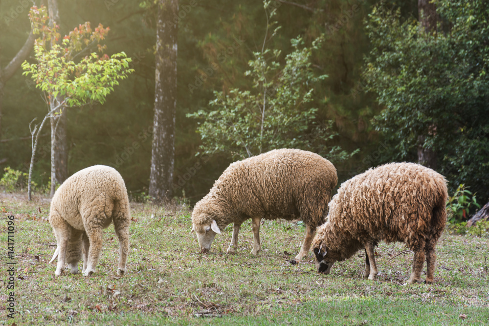 flock of sheep eating green grass in meadow flock of sheep eating green grass in meadow