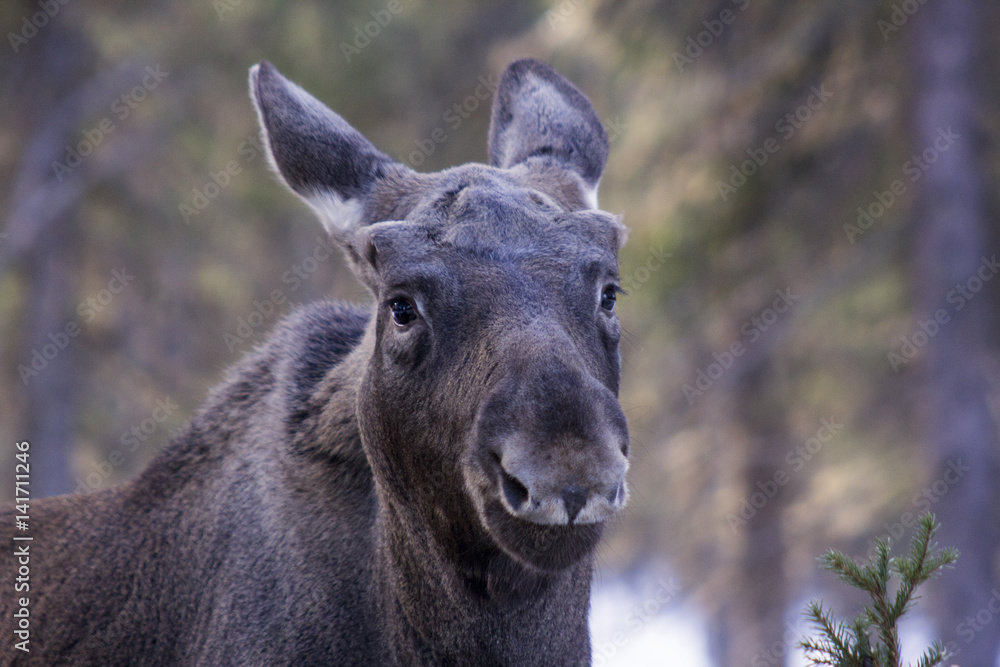 Young moose in the forest Young moose in the forest