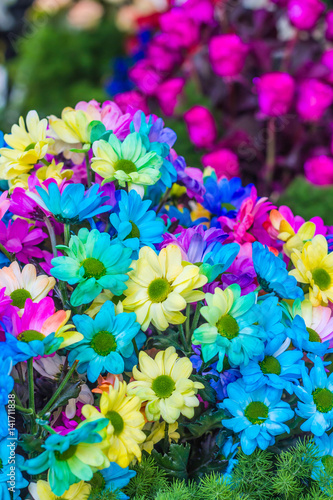 Beautiful little flowers in garden