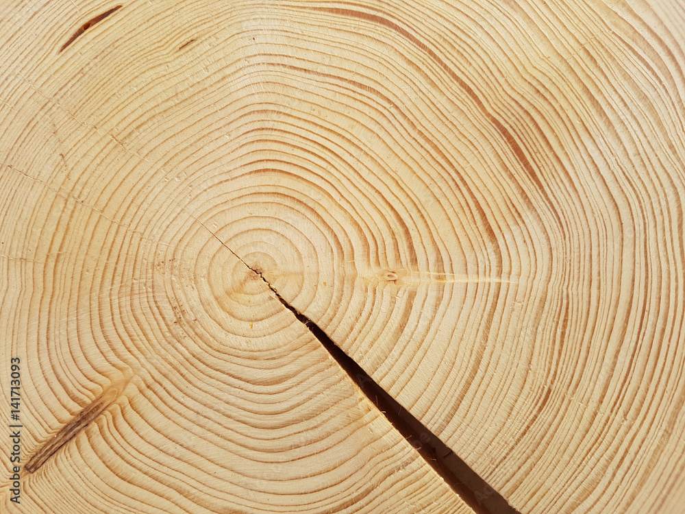 Fototapeta premium Jahresringe; Fichte; Picea