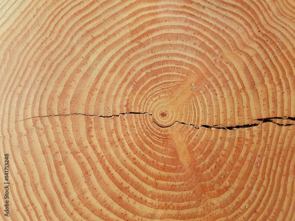 Fototapeta premium Pierścienie roczne; Pień drewniany, przekrój poprzeczny