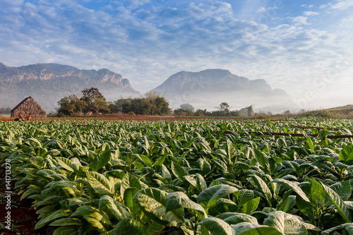 Photography Vineales Cuba tobacco plantation