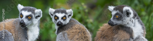 ring - tailed lemur (Lemur catta) © Vera Kuttelvaserova