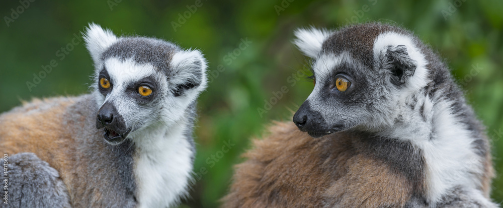 Obraz premium ring - tailed lemur (Lemur catta)