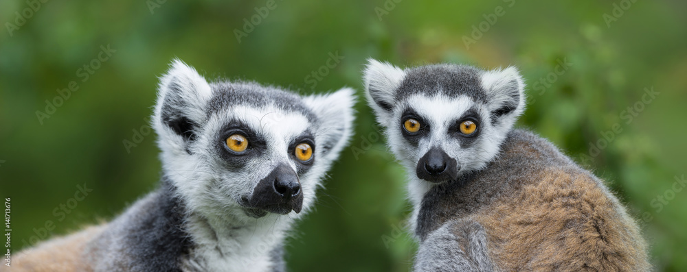 Naklejka premium ring - tailed lemur (Lemur catta)