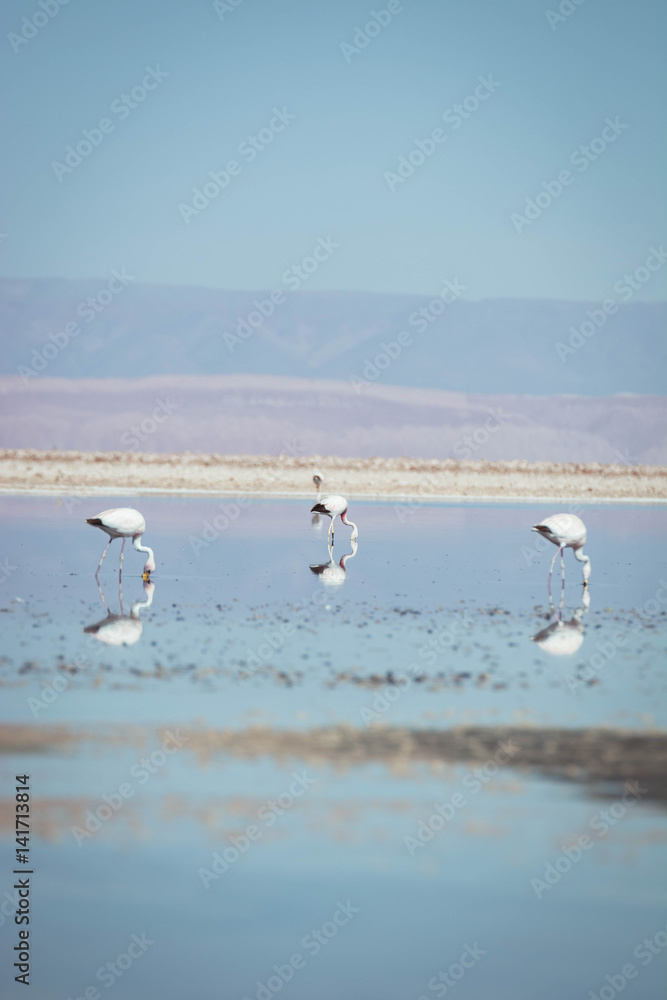 Flamingos feeding from a salt lake. Salar de Atacama, Chile, South America. Flamingos in a natural park.