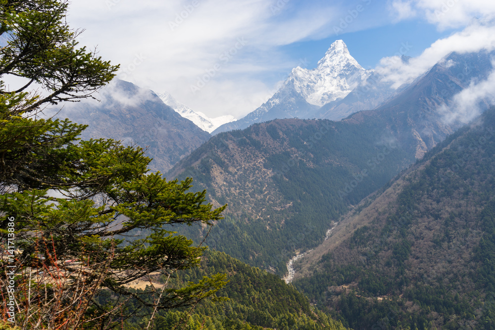 Ama Dablam mountain peak and pine tree, Everest region, Nepal