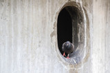 pigeon or dove in the city
