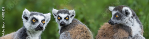 ring - tailed lemur (Lemur catta) photo