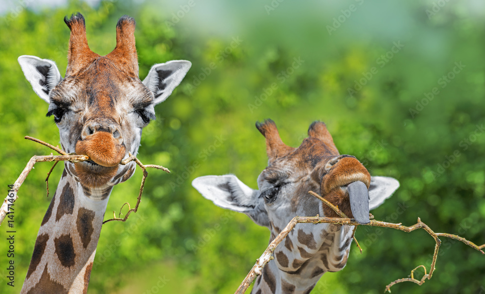 Obraz premium Giraffes portrait