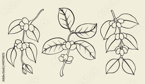 Plant with coffee leaves