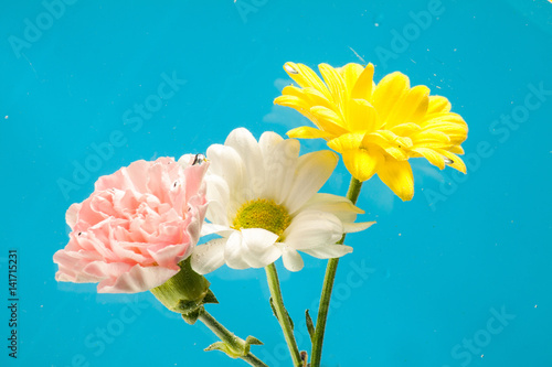 Flowersbeautiful chrysanthemum in Mother's day photo