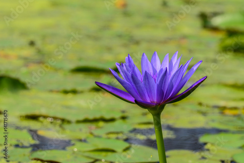 Blossom blue lotus flower on the water