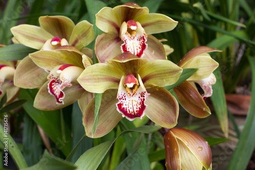 Bilde på lerret Pink Cymbidium in pot. Flower and bud of orchid