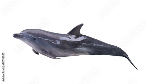 dark gray isolated lying dolphin