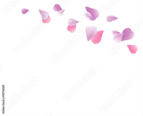 Purple Violet flying petals isolated on White background. Sakura Roses petals. Vector 