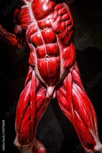 human muscles anatomy model on black
