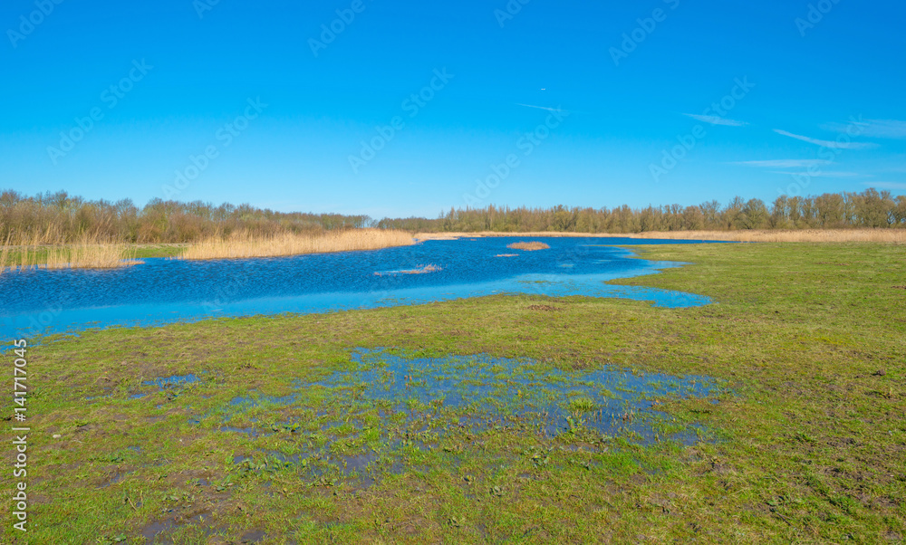 Shore of a lake in wetland in spring