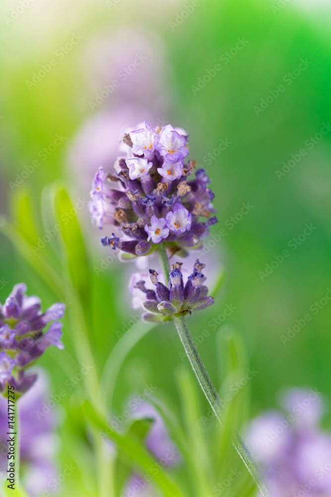 Lavender flower close-up. Lavandula officinalis. Lavender flower close-up. Lavandula officinalis.