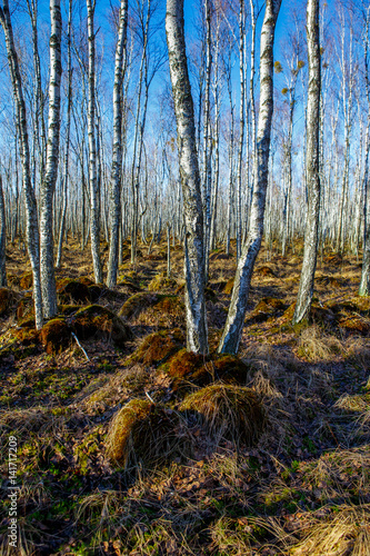 Birch tree forest on a Swamp