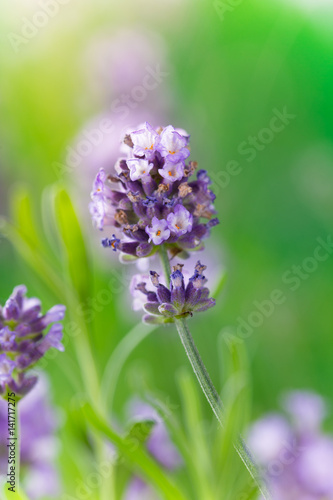 Lavender flower close-up. Lavandula officinalis.