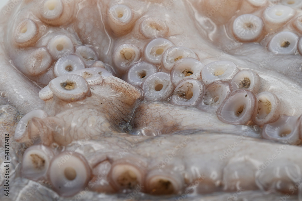 close up of raw big octopus with long tentacles close up of raw big octopus with long tentacles