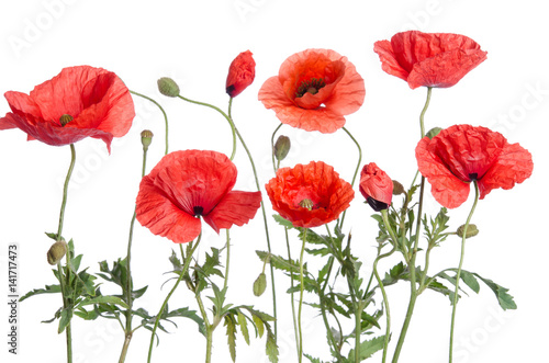 red poppies isolated on white background © Soyka