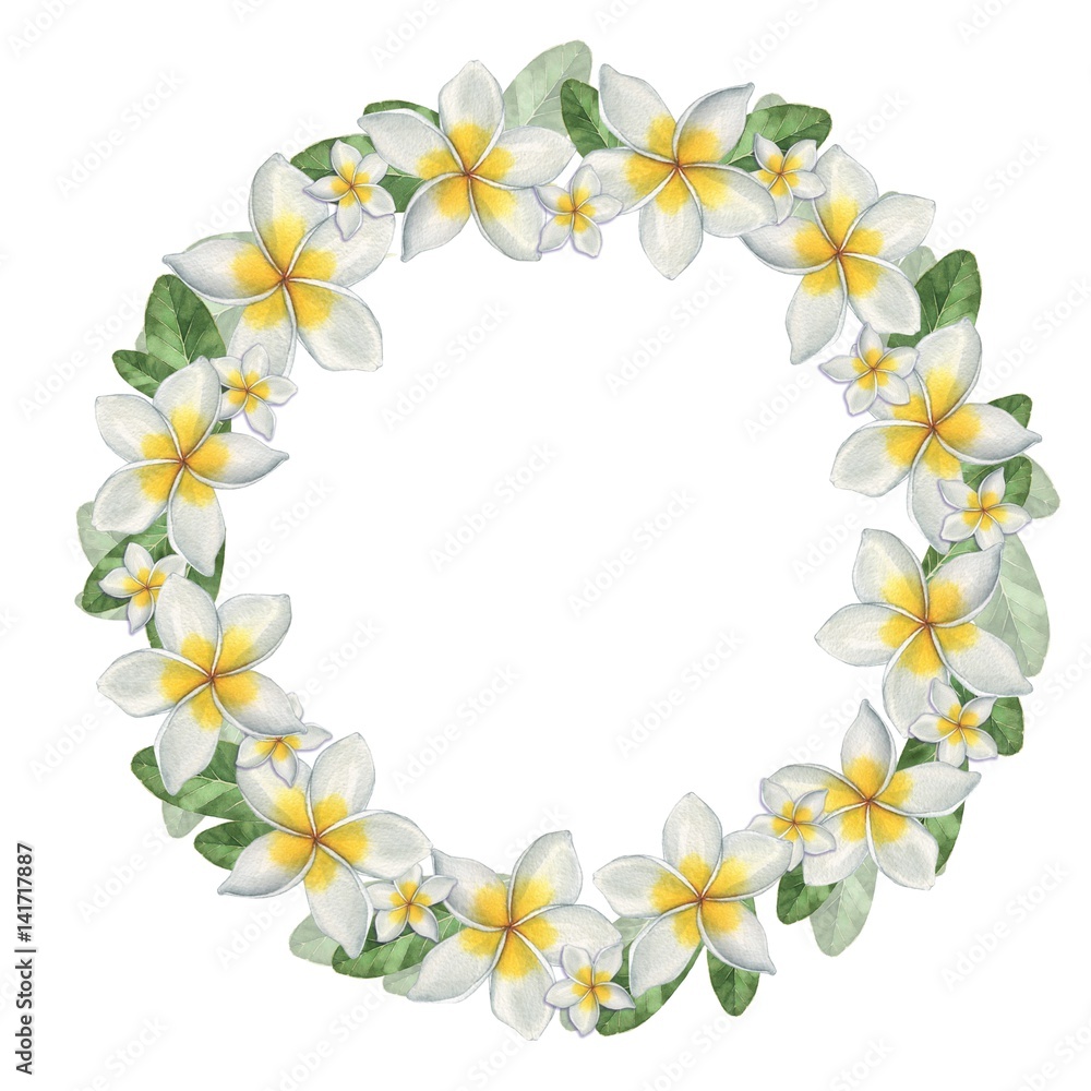 Obraz premium Plumeria. Hawaiian wreath. Watercolor illustration. Hand-drawing. Ideal for decoration of cards, invitations.