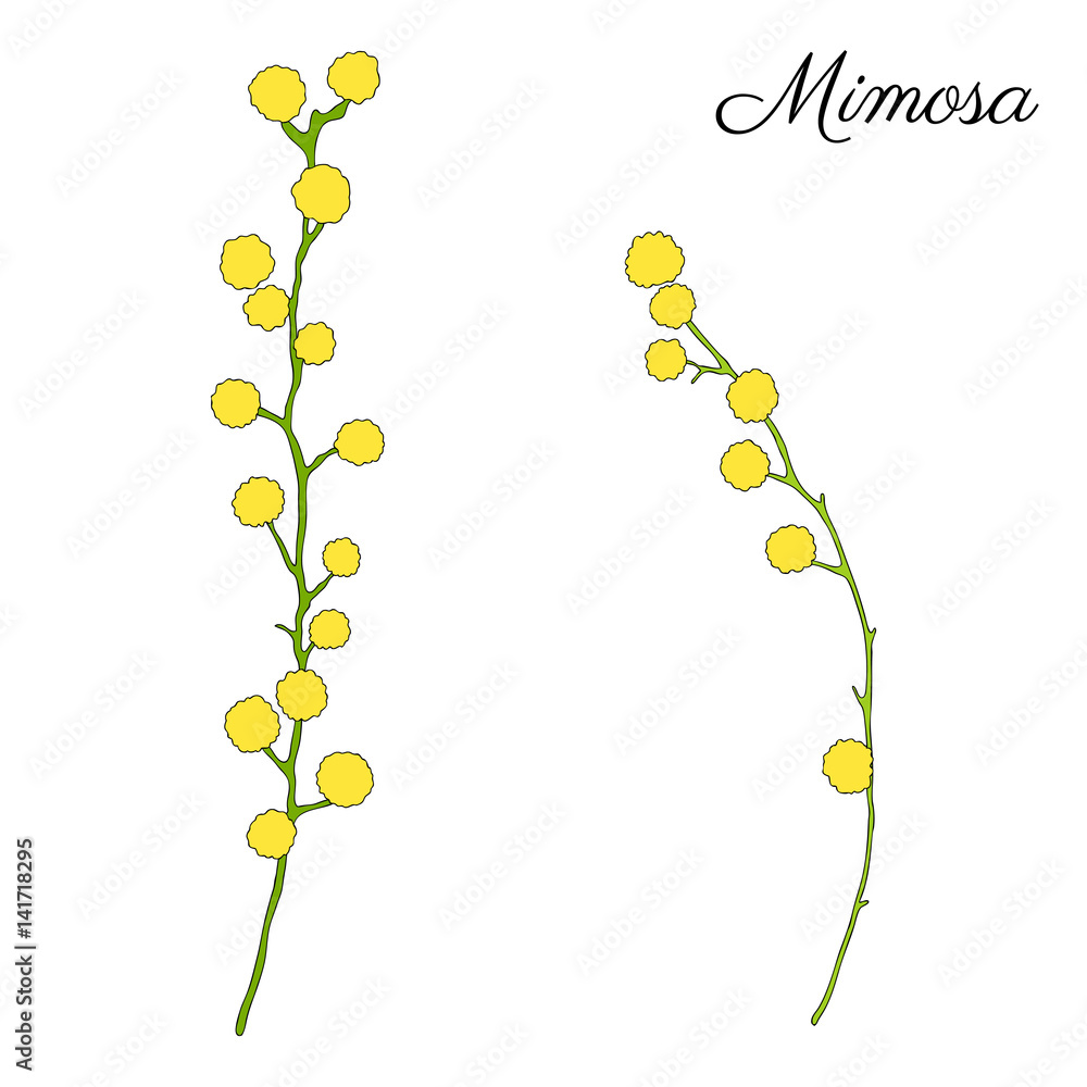 Mimosa flower hand drawn vector illustration isolated on white background, ink doodle sketch, line art decorative floral element for design greeting card, wedding invitation, packaging cosmetic Mimosa flower hand drawn vector illustration isolated on white background, ink doodle sketch, line art decorative floral element for design greeting card, wedding invitation, packaging cosmetic