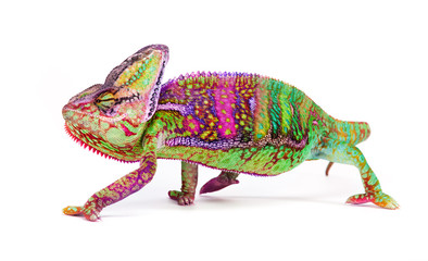 Handdoek met foto Kameleon Jemenkameleon close-up portret  © Lukas Gojda