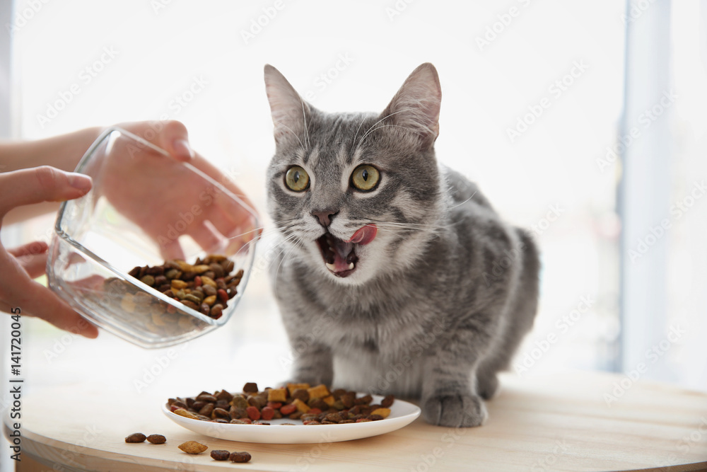 Naklejka premium Właściciel karmi słodkiego kota w domu