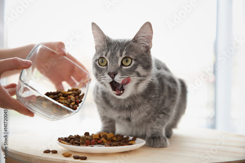 Fototapeta Naklejka Na Ścianę i Meble -  Owner feeding cute cat at home