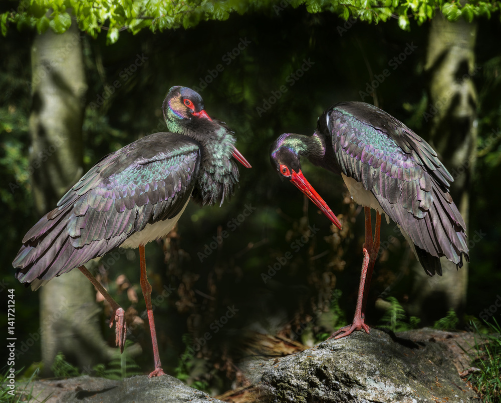 Naklejka premium black storks - Ciconia nigra