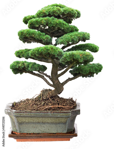 green bonsai pine tree in pot