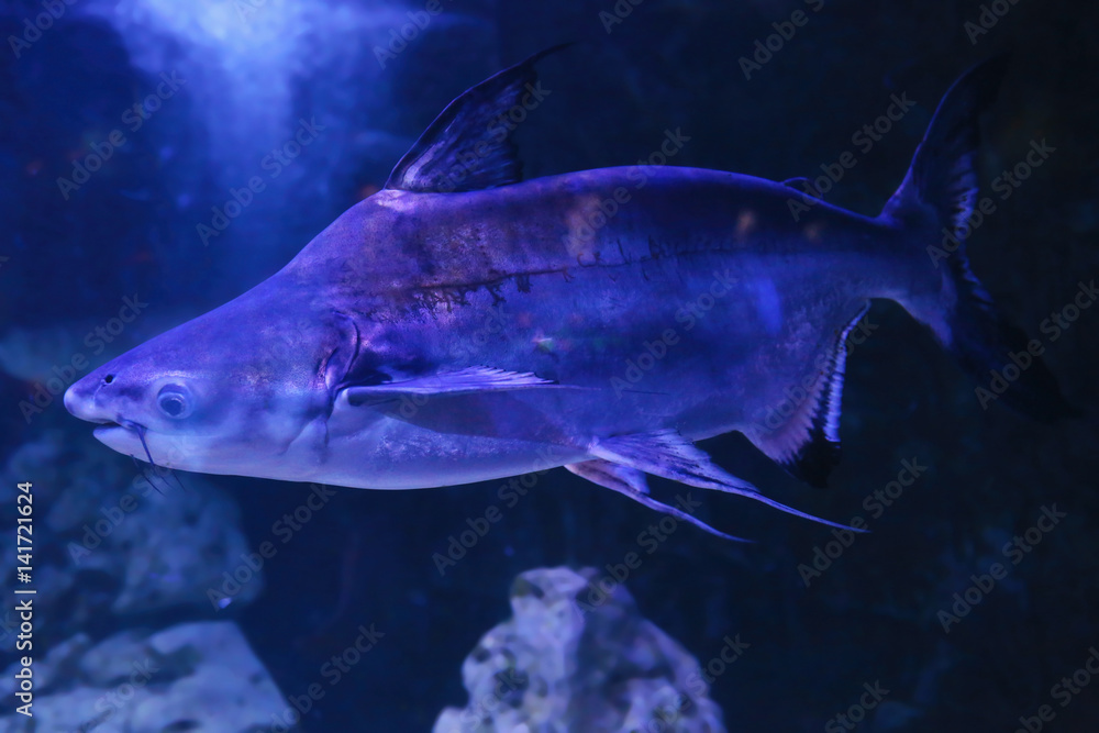 Exotic freshwater fish in aquarium Exotic freshwater fish in aquarium