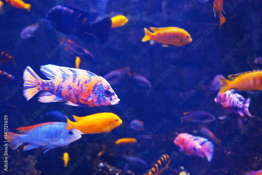 Exotic freshwater fishes in aquarium Exotic freshwater fishes in aquarium