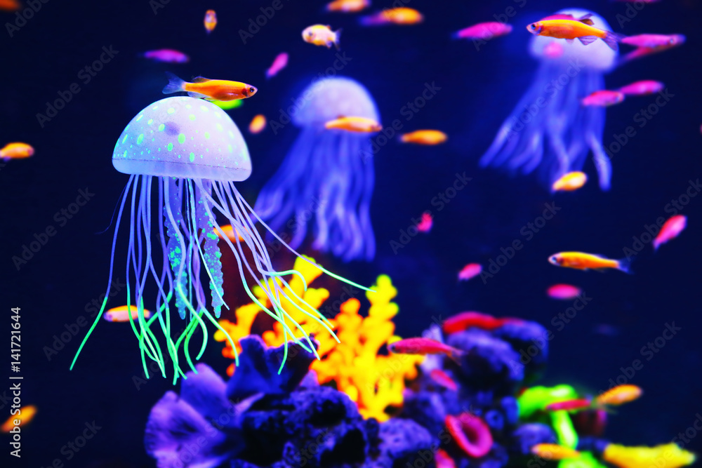 Naklejka premium Piękne kolorowe meduzy w akwarium