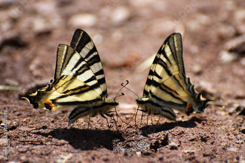 Couple Iphiclides podalirius on the ground. Couple of Scarce Swallowtail butterfly taking minerals from ground
