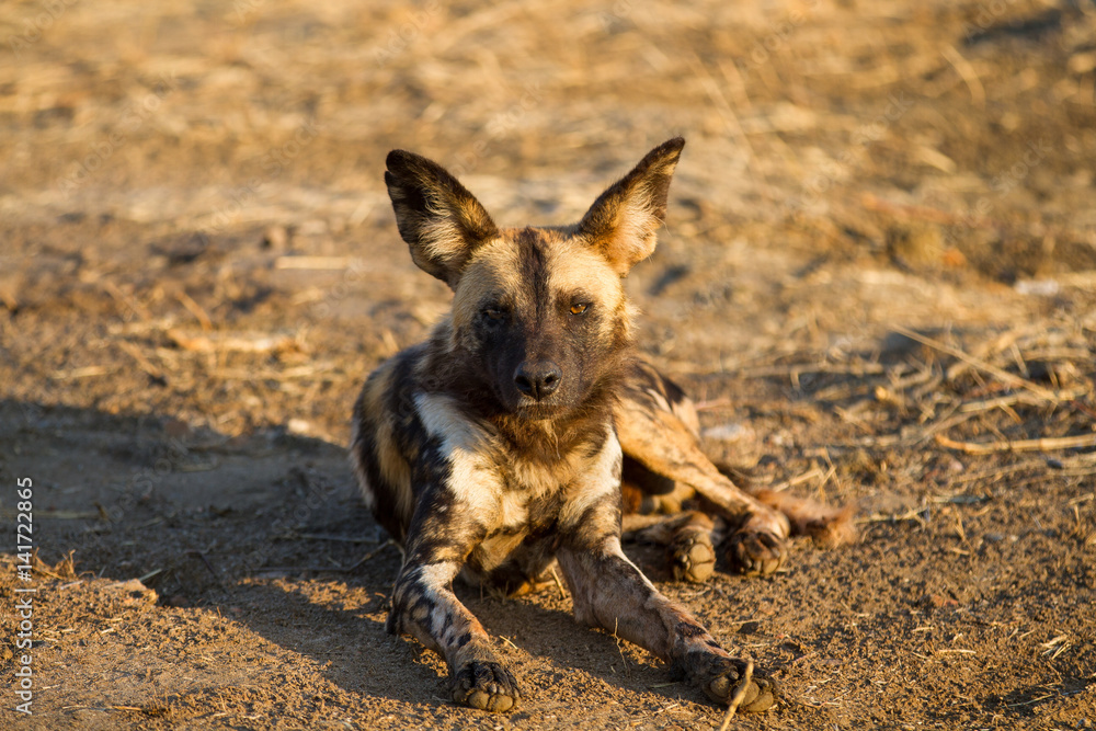 Wild Dogs, African painted dogs, Cape Hunting Dogs, Painted wolves Wild Dogs, African painted dogs, Cape Hunting Dogs, Painted wolves