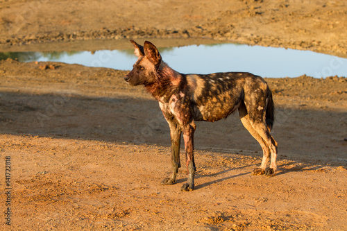 Wild Dogs, African painted dogs, Cape Hunting Dogs, Painted wolves