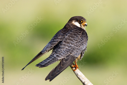 Wild life bird Photography- Amur Falcon