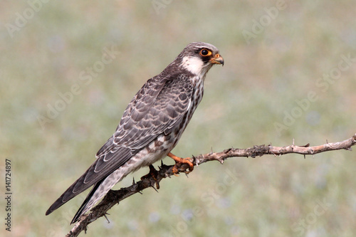 Wild life bird Photography- Amur Falcon © Thangam