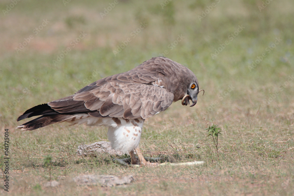 Wild life bird Photography - Shot-toed Snake eagle Wild life bird Photography - Shot-toed Snake eagle