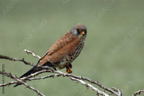 Wild life bird Photography - Lesser kestral