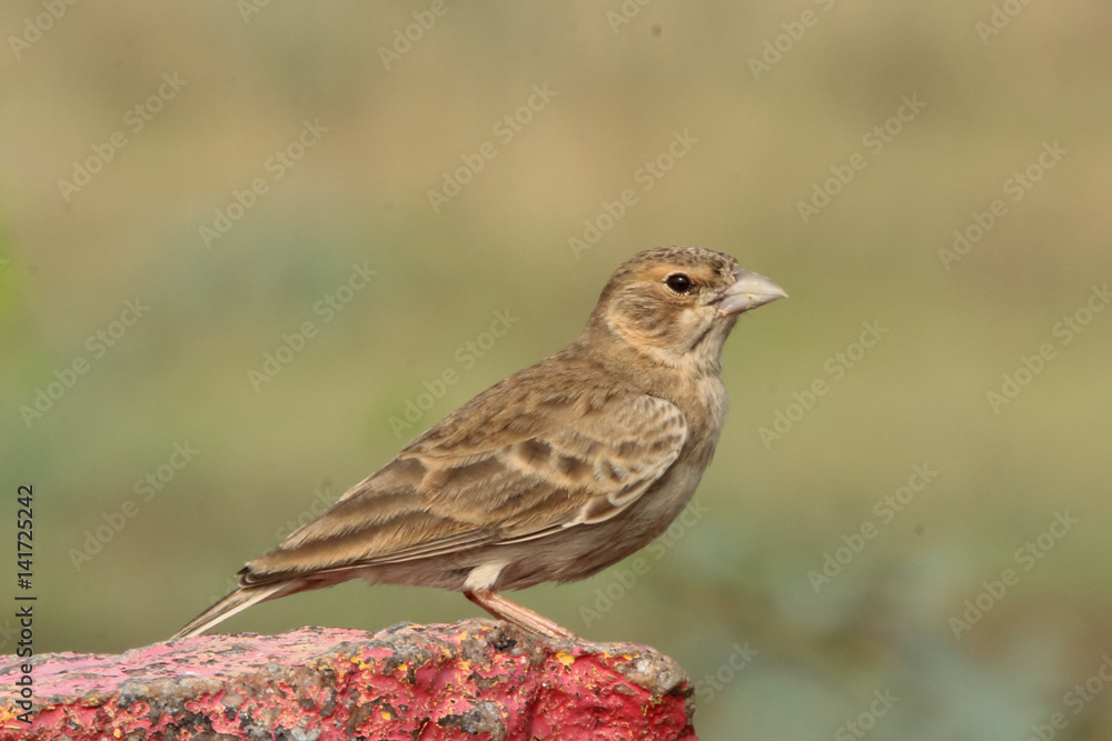 Wild life bird Photography - Ashy-crowned sparrow lark Wild life bird Photography - Ashy-crowned sparrow lark